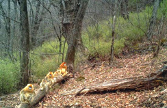 【西安生态日】首个“西安生态日”启动 秦岭生态情形保唬护引关注
